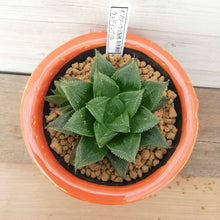 画像をギャラリービューアに読み込む, 【一点物】ハオルチア・ウェディングベル(オブツーサ交配種 特美裏窓 )+DULTONポットセット(オレンジ)