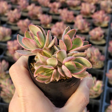 画像をギャラリービューアに読み込む, クラッスラ・マネーメーカー 2.5号 【国内実生苗】