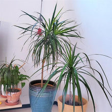 画像をギャラリービューアに読み込む, ドラセナ・コンシンネ 7号 鉢カバー「Re:af®」セット