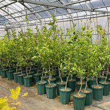 画像をギャラリービューアに読み込む, タヒチ ライム 苗 8号 高さ約90cm 国内栽培