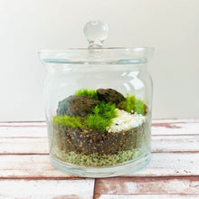 画像をギャラリービューアに読み込む, 【北海道で育った】苔のボトルテラリウム(タマゴケ・シッポゴケ)直径10cm