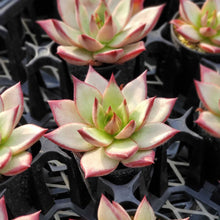 画像をギャラリービューアに読み込む, エケベリア・ロメオルビン var.M-01 (見元園芸選抜種) 2.5号 国内実生苗