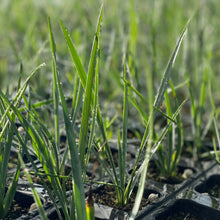 画像をギャラリービューアに読み込む, ユッカ・ロストラータ 8号 【国内栽培】