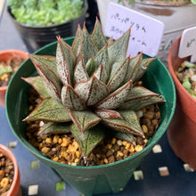 画像をギャラリービューアに読み込む, エケベリア・パーパソルムホワイトフォーム 2.5号 国内実生苗