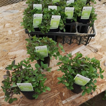 画像をギャラリービューアに読み込む, 【予約商品:1/27発送】オレガノ・ブルガレ ハーブ苗 3ポットセット