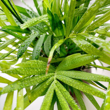 画像をギャラリービューアに読み込む, kaorimaru テーブルヤシ 2.5号 香り付き観葉植物