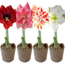 画像をギャラリービューアに読み込む, 【水も土もいらない!】マジックアマリリス