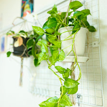 画像をギャラリービューアに読み込む, ポトス・グローバルグリーン 3号 3ポットセット