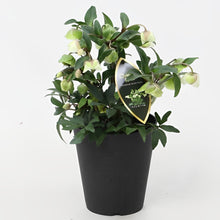 画像をギャラリービューアに読み込む, 【予約商品:11/24発送】クリスマスローズ・ウィンターベル 5号 1鉢