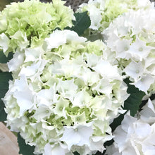 画像をギャラリービューアに読み込む, 【予約商品:4/28以降発送】ハイドランジア サーファー ホワイトウェイブス 1鉢