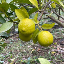 画像をギャラリービューアに読み込む, タヒチ ライム 苗 8号 高さ約90cm 国内栽培