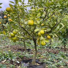 画像をギャラリービューアに読み込む, タヒチ ライム 苗 8号 高さ約90cm 国内栽培
