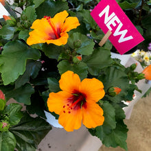 画像をギャラリービューアに読み込む, 【予約商品:10/6発送】ハロウィンハイビスカス プチオレンジ 1鉢