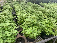 画像をギャラリービューアに読み込む, 【販売期間:4/26まで】ゴキブリ対策ハーブ アロマティカス 5号 1鉢