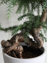 画像をギャラリービューアに読み込む, アロカリア 7号