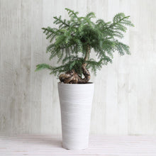 画像をギャラリービューアに読み込む, アロカリア 7号