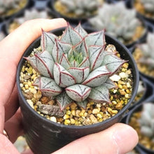 画像をギャラリービューアに読み込む, エケベリア・パーパソルムホワイトフォーム 2.5号 国内実生苗