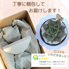 画像をギャラリービューアに読み込む, 亀甲竜(ディオスコレア・エレファンティぺス) 2.5号 ※春~夏は休眠中のため葉のない状態でお届け