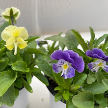 画像をギャラリービューアに読み込む, 【予約商品:11/11以降発送】ゾウさんビオラ 花苗 4ポットセット