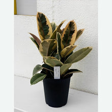 画像をギャラリービューアに読み込む, 【販売期間:3月26日(日)まで】フィカス・デコラ 5号 1鉢