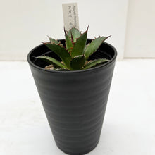 画像をギャラリービューアに読み込む, アガベ・ホリダ 3.5号