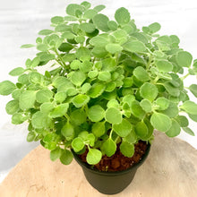 画像をギャラリービューアに読み込む, 【販売期間:4/26まで】ゴキブリ対策ハーブ アロマティカス 5号 1鉢