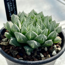 画像をギャラリービューアに読み込む, ハオルチア・クーペリーN3×ズルゴル【SBM19-78】