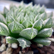 画像をギャラリービューアに読み込む, ハオルチア・クーペリーN3×ズルゴル【SBM19-78】