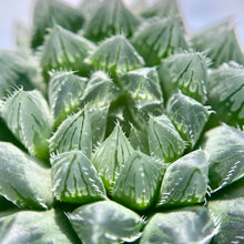 画像をギャラリービューアに読み込む, ハオルチア・クーペリーN3×ズルゴル【SBM19-78】