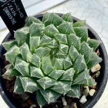 画像をギャラリービューアに読み込む, ハオルチア・クーペリーN3×ズルゴル【SBM19-78】