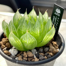 画像をギャラリービューアに読み込む, ハオルチア・エメラルドLED×specksii【SBM19-32】