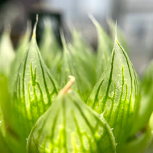 画像をギャラリービューアに読み込む, ハオルチア・エメラルドLED×specksii【SBM19-32】