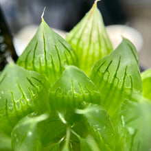 画像をギャラリービューアに読み込む, ハオルチア・エメラルドLED×specksii【SBM19-32】