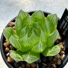 画像をギャラリービューアに読み込む, ハオルチア・エメラルドLED×specksii【SBM19-32】