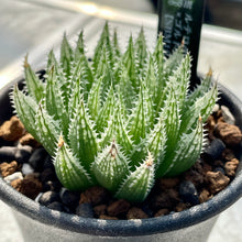 画像をギャラリービューアに読み込む, ハオルチア・ルテオローザ×ゴルドニアナJDV91-80【SBM18-22】