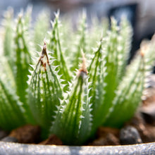 画像をギャラリービューアに読み込む, ハオルチア・ルテオローザ×ゴルドニアナJDV91-80【SBM18-22】