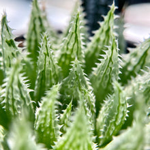 画像をギャラリービューアに読み込む, ハオルチア・ルテオローザ×ゴルドニアナJDV91-80【SBM18-22】