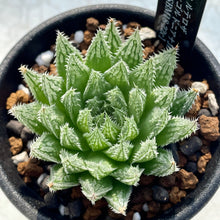 画像をギャラリービューアに読み込む, ハオルチア・ルテオローザ×ゴルドニアナJDV91-80【SBM18-22】