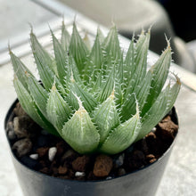 画像をギャラリービューアに読み込む, ハオルチア・ブラックベルディアナJDV94-60 2.5号