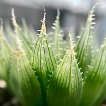 画像をギャラリービューアに読み込む, ハオルチア・ブラックベルディアナJDV94-60 2.5号