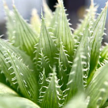 画像をギャラリービューアに読み込む, ハオルチア・ブラックベルディアナJDV94-60 2.5号