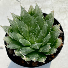 画像をギャラリービューアに読み込む, ハオルチア・ブラックベルディアナJDV94-60 2.5号