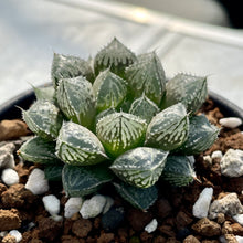 画像をギャラリービューアに読み込む, ハオルチア・ミラーボール