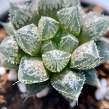 画像をギャラリービューアに読み込む, ハオルチア・ミラーボール