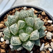 画像をギャラリービューアに読み込む, ハオルチア・ミラーボール