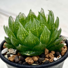 画像をギャラリービューアに読み込む, ハオルチア・エメラルドLED 2.5号