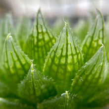 画像をギャラリービューアに読み込む, ハオルチア・エメラルドLED 2.5号