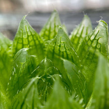 画像をギャラリービューアに読み込む, ハオルチア・エメラルドLED 2.5号