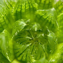 画像をギャラリービューアに読み込む, ハオルチア・エメラルドLED 2.5号