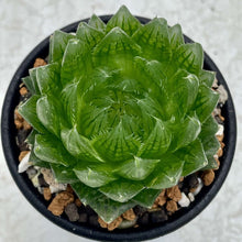 画像をギャラリービューアに読み込む, ハオルチア・エメラルドLED 2.5号